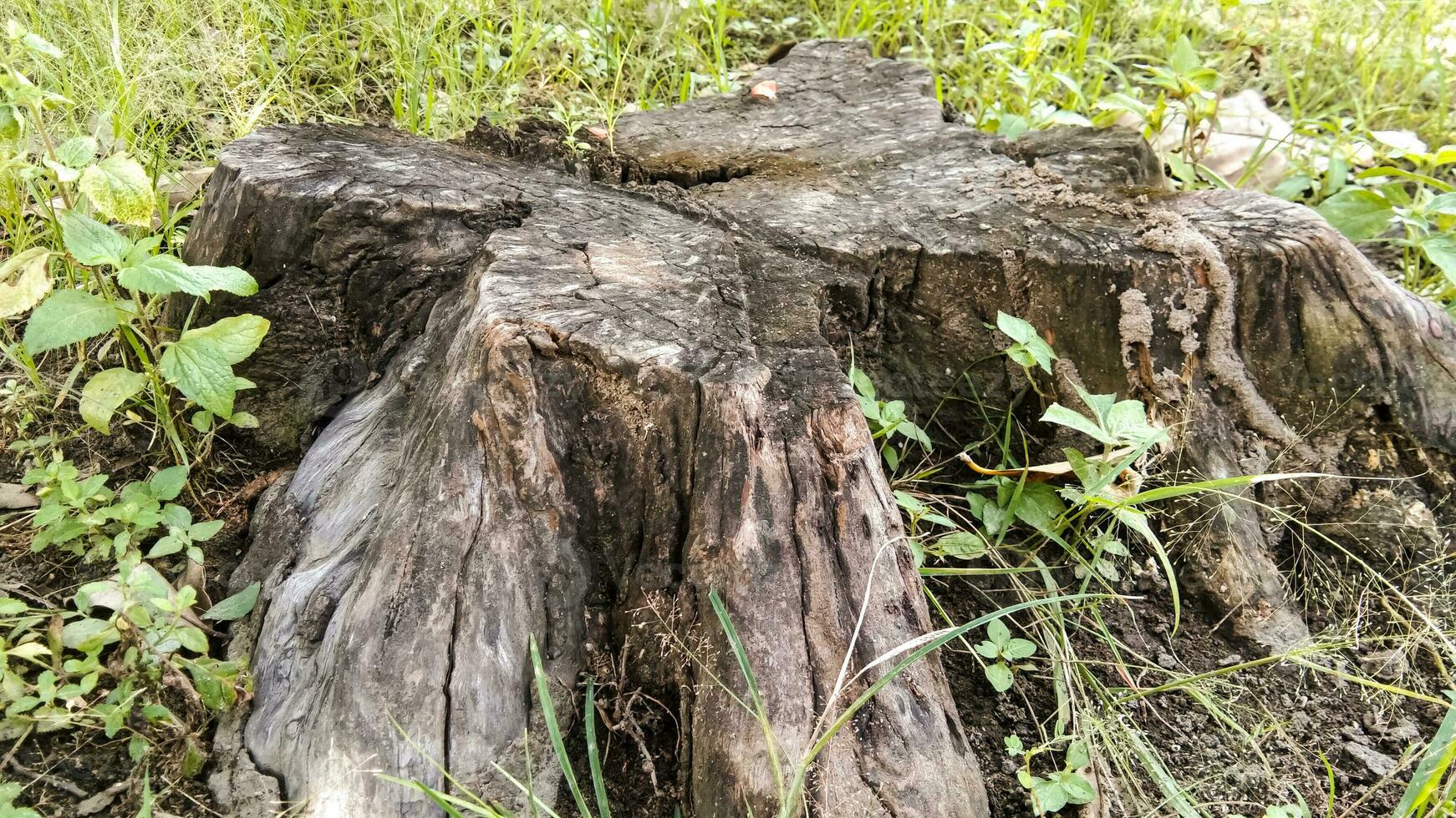 A tree stump with a green plant growing out of it. photo