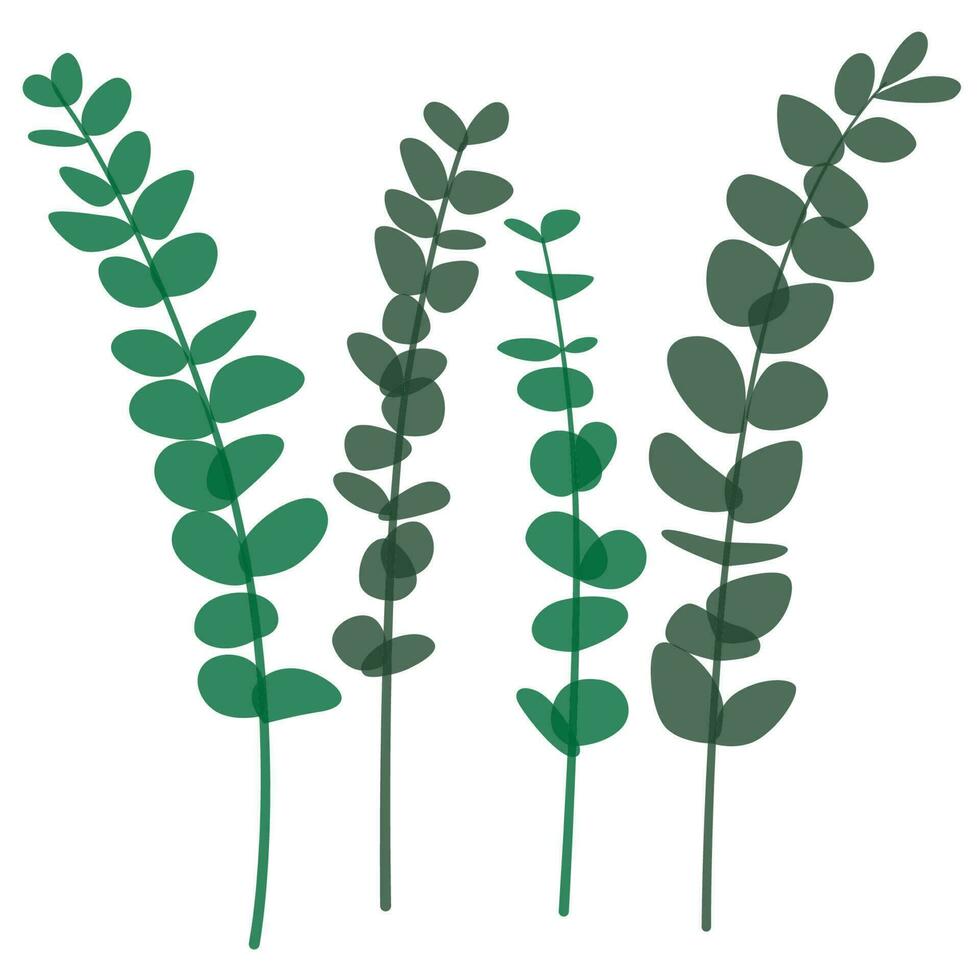 Eucalyptus Leaf Illustration Set vector