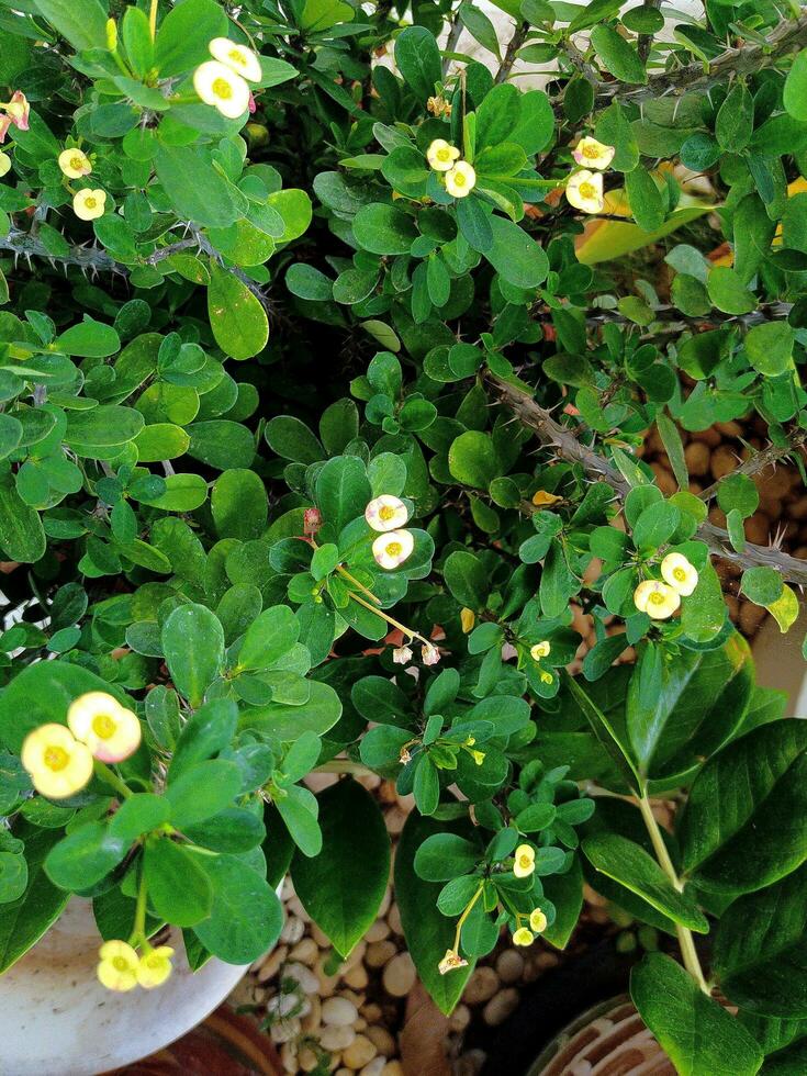 Beautiful Euphorbia milii Desmoul in the garden. photo