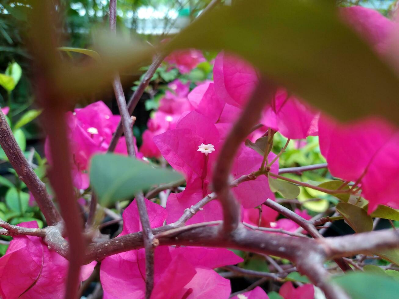 Focus of white stamens of pink bougainvillea. photo