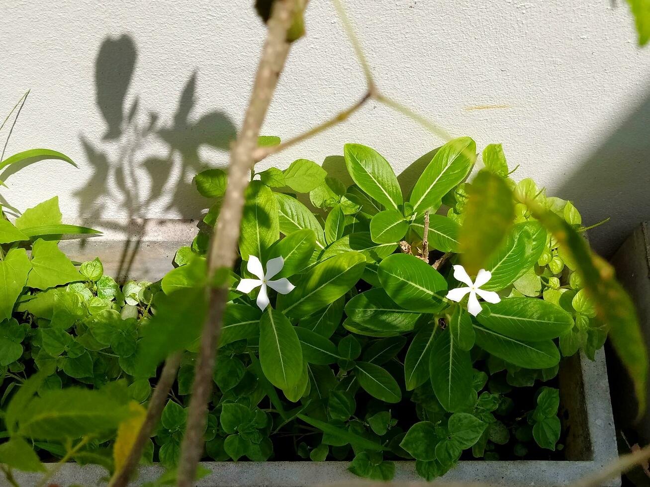 Lovely White Catharanthus roseus in sunny shadow. photo