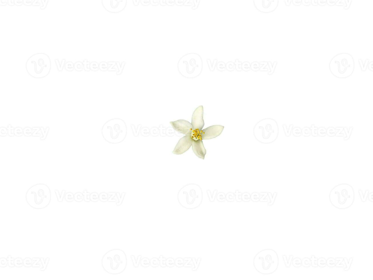Blooming white lemon flower with white background photo
