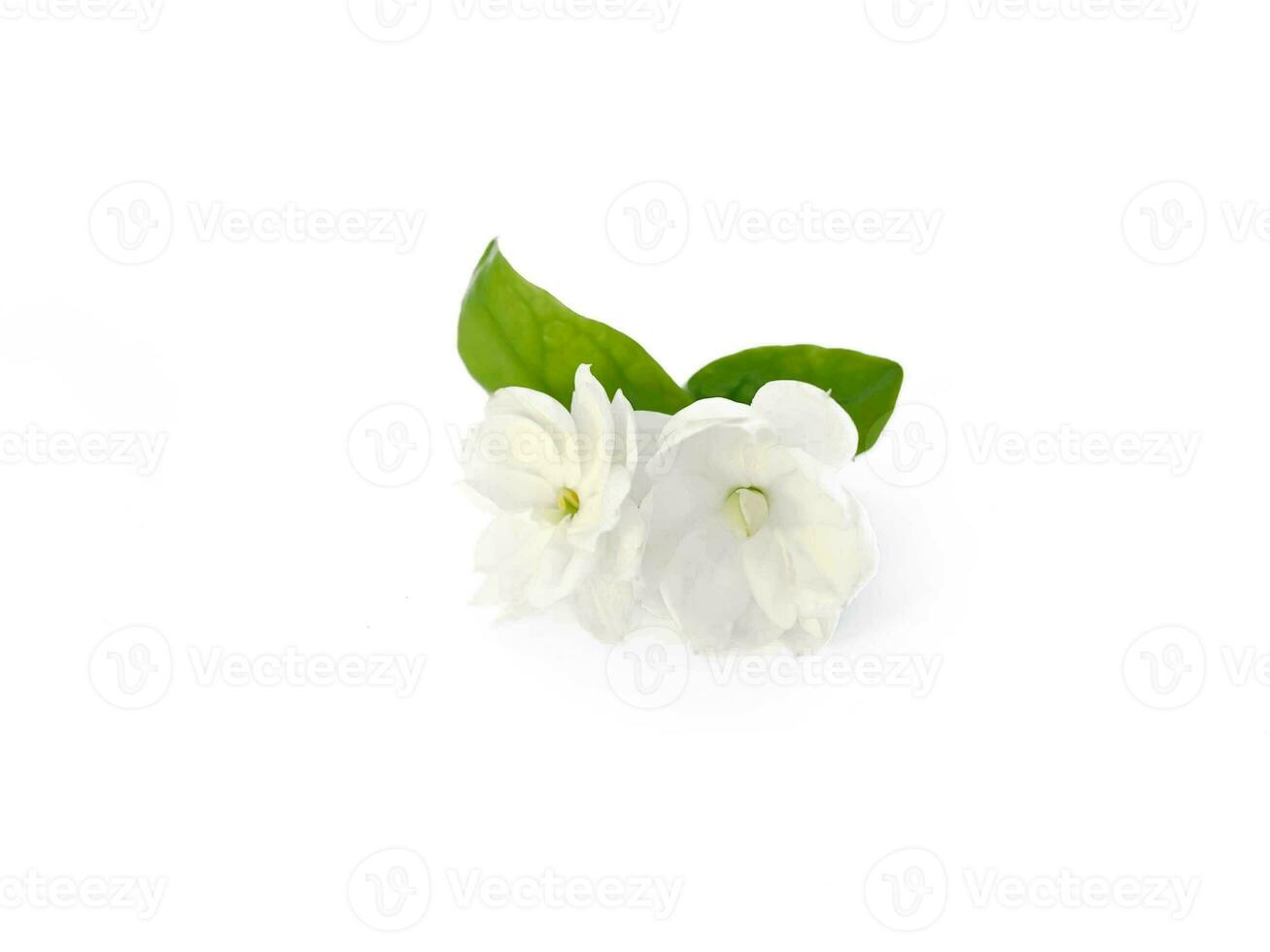 Jasmine flowers isolated on white background photo
