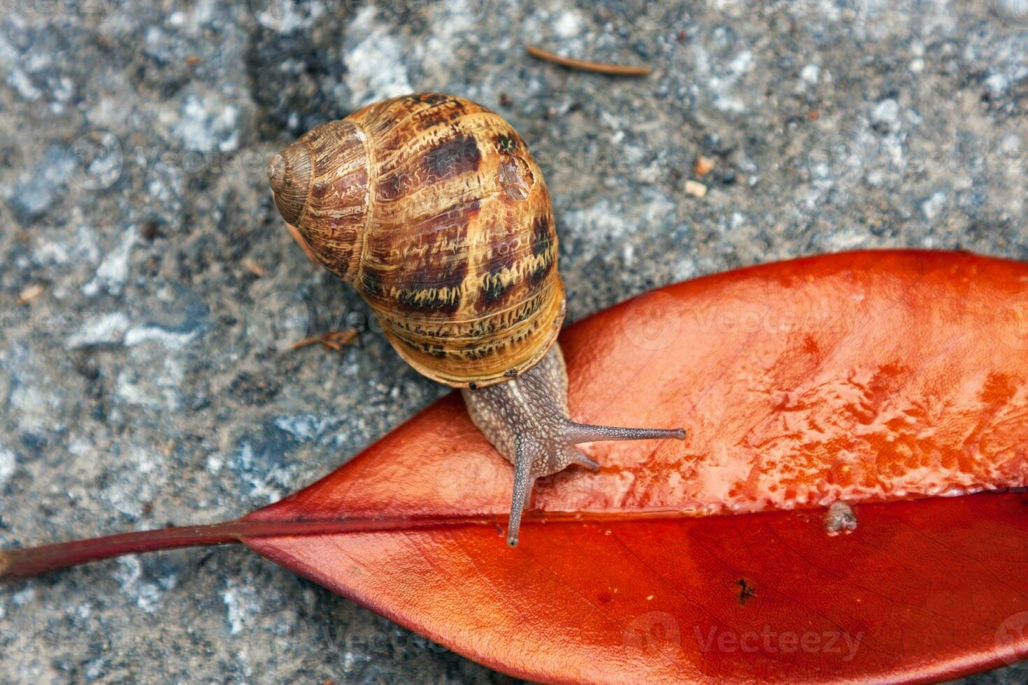 Snail crawling on a red leaf. photo