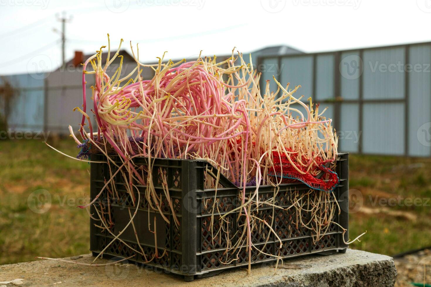 plastic box with a lot of potato sprouts in the garden. photo