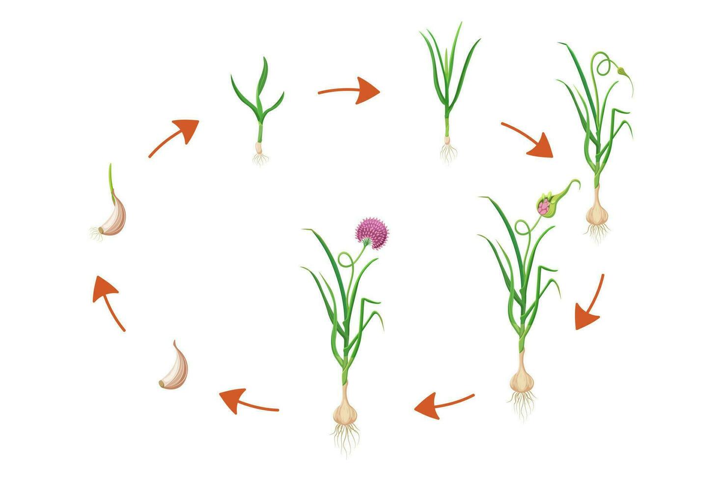 ajo crecimiento ciclo. vector ilustración de bulboso planta desarrollo infografía. secuencial proceso de creciente frondoso vegetales.