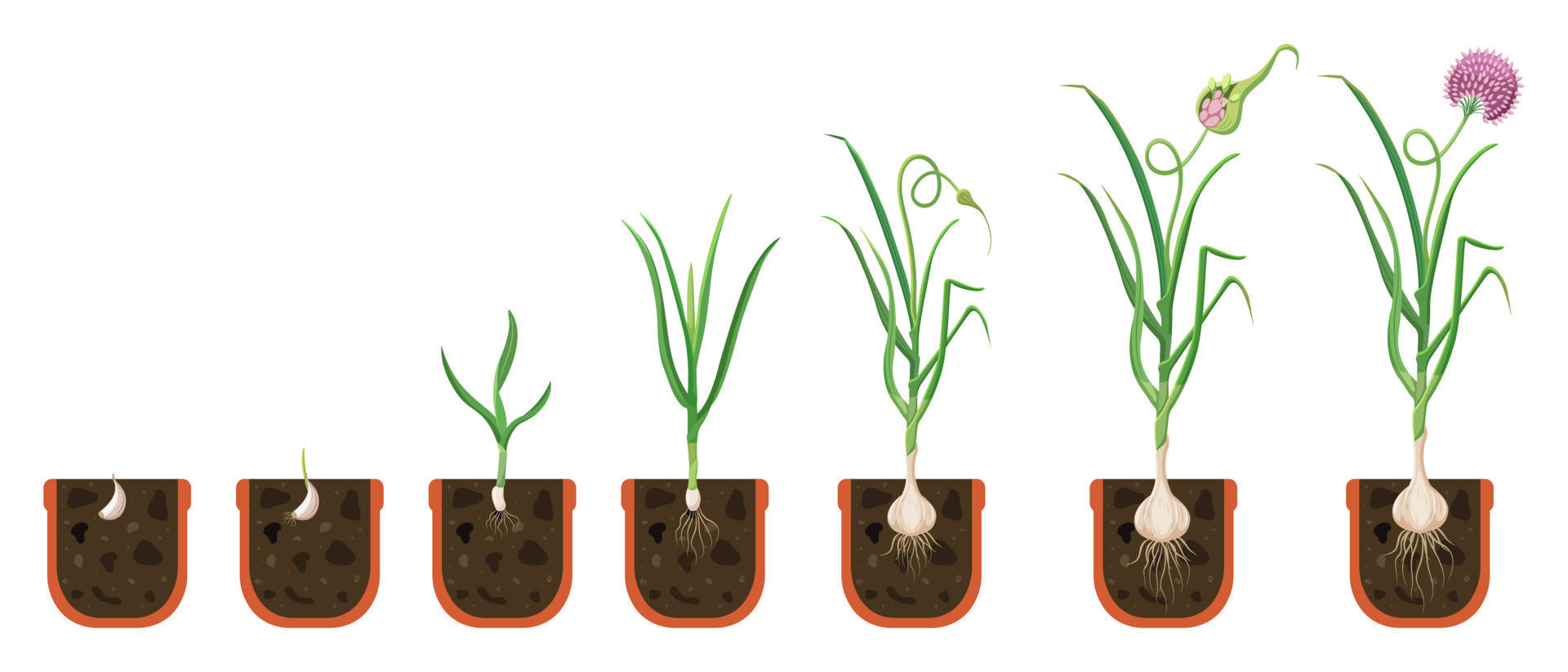 Garlic plant life cycle