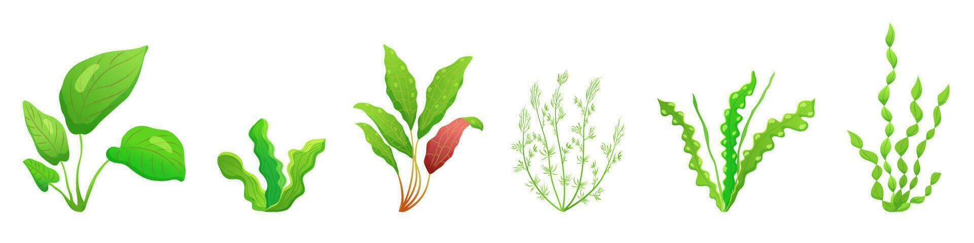 Sea plants. Seaweed on white background. Vector illustration of aquatic vegetation. Aquarium grass.
