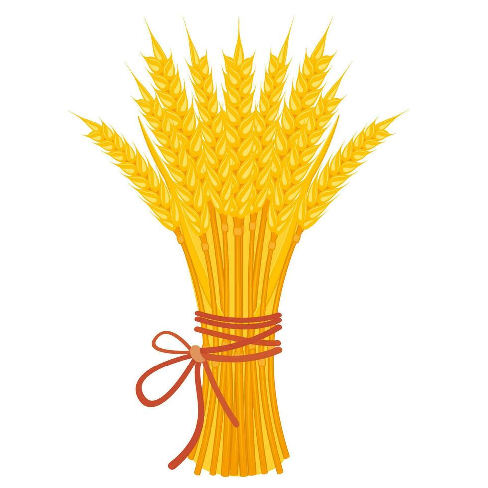 Sheaf of wheat with ribbon. Bouquet of yellow ears on white. Harvest of grain crops. Bundle of dry straw. Vector illustration of flour and pasta packaging decoration.