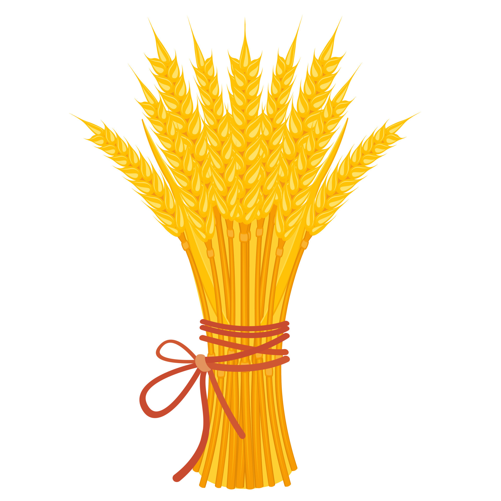 Sheaf of wheat with ribbon. Bouquet of yellow ears on white. Harvest of
