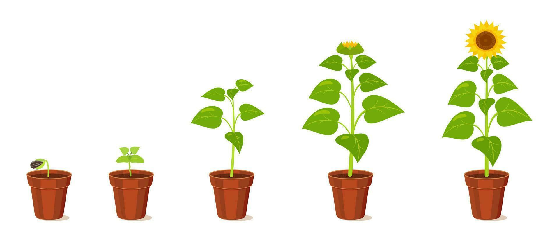 Sunflower growth stages from seed to flowering. Development cycle of seedlings in agriculture. vector