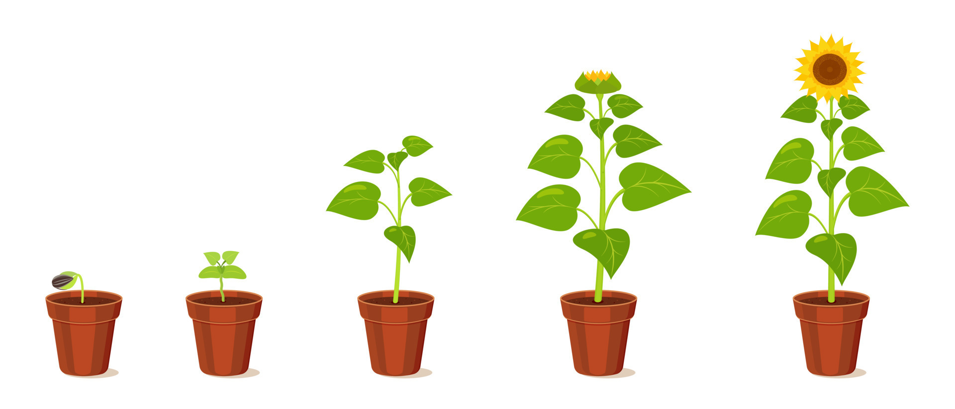 Sunflower growth stages from seed to flowering. Development cycle of