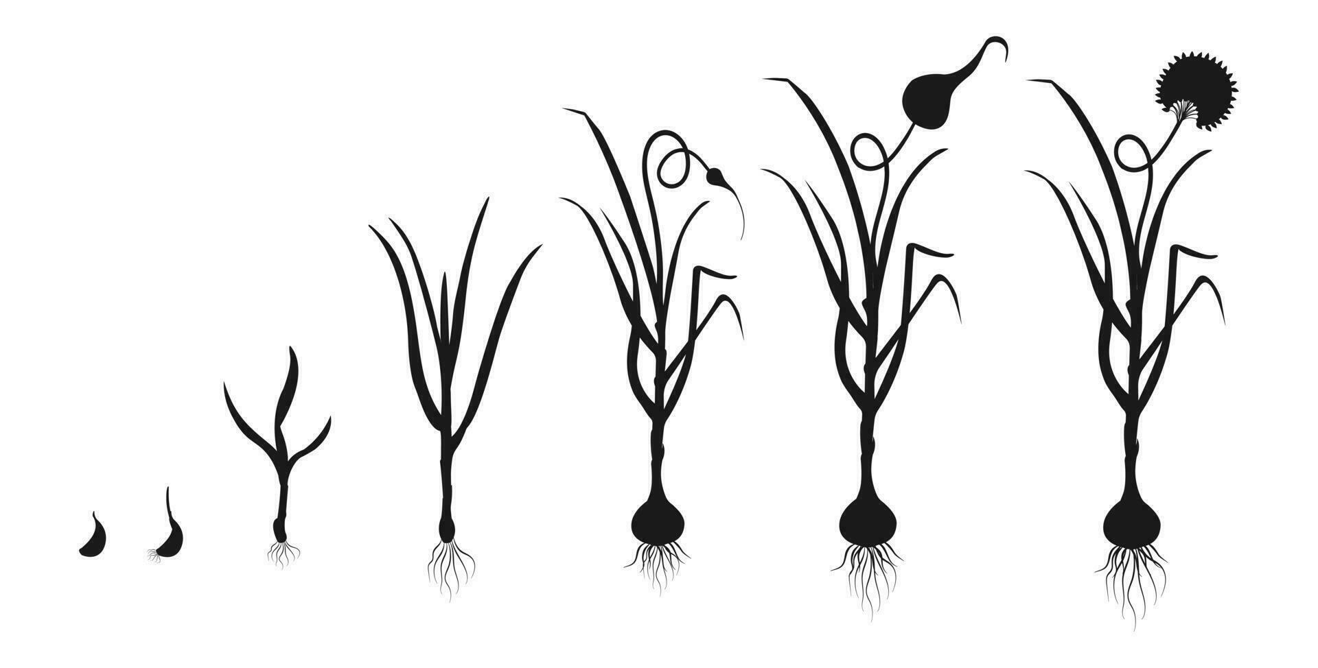 Garlic growth cycle. Black silhouette of development of bulbous plants. Infographic of growing seedlings from seeds. vector
