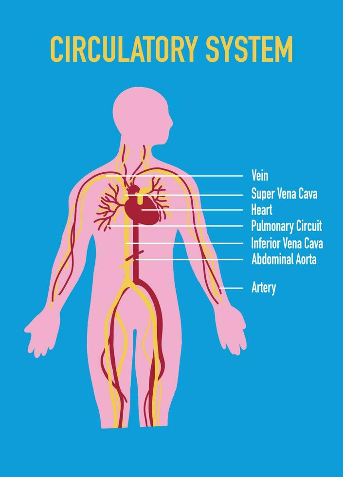ilustración de humano circulatorio sistema vector