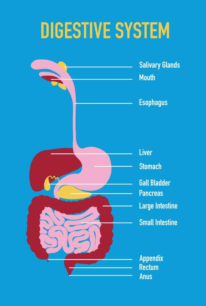 Illustration of Human Digestive System Vector