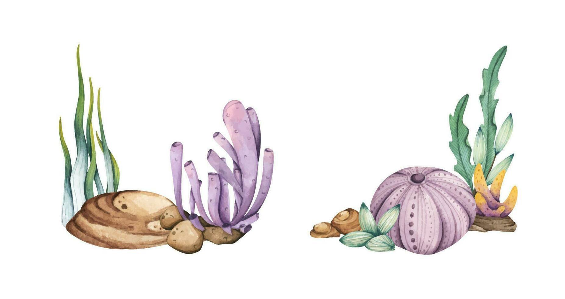 Set of Seaweeds. Watercolor illustration. vector