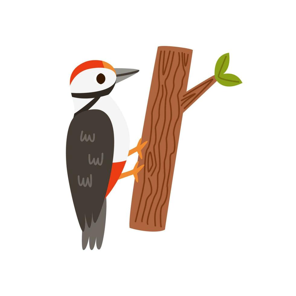 Vector illustration of cartoon cute woodpecker isolated on white background.