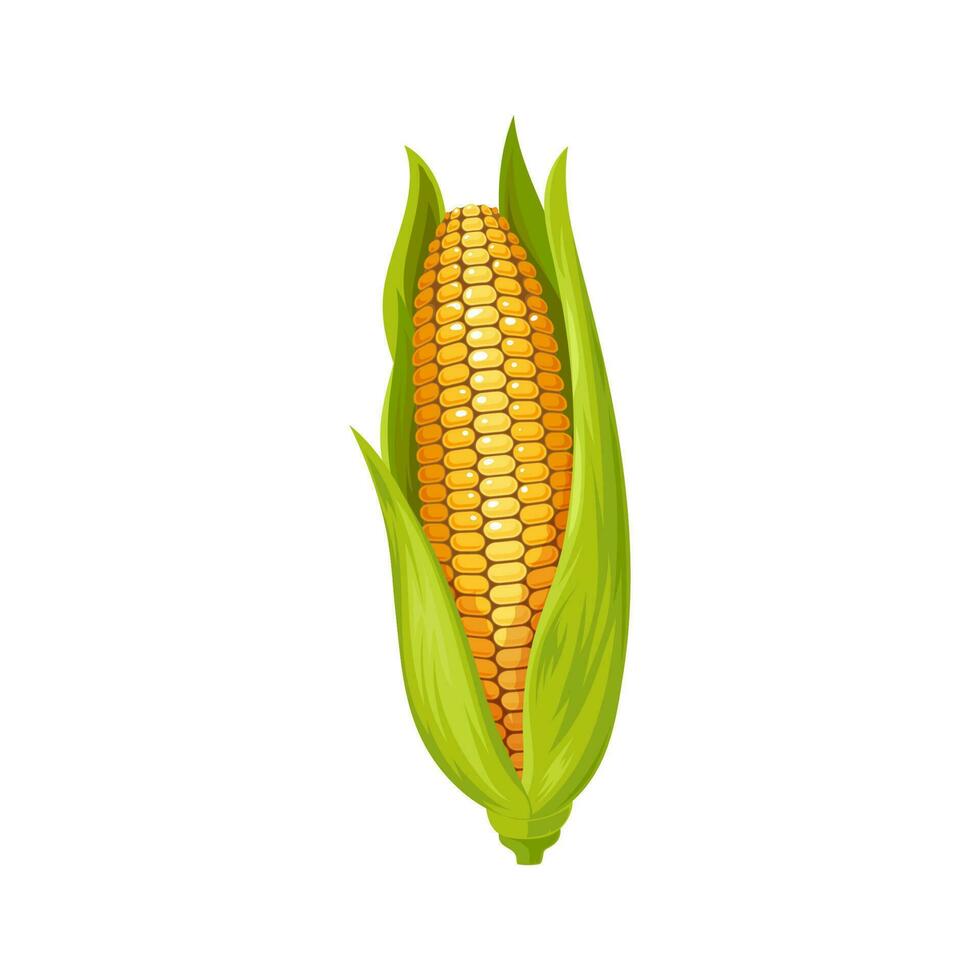 Yellow maize with leaves isolated corncob corn cob vector