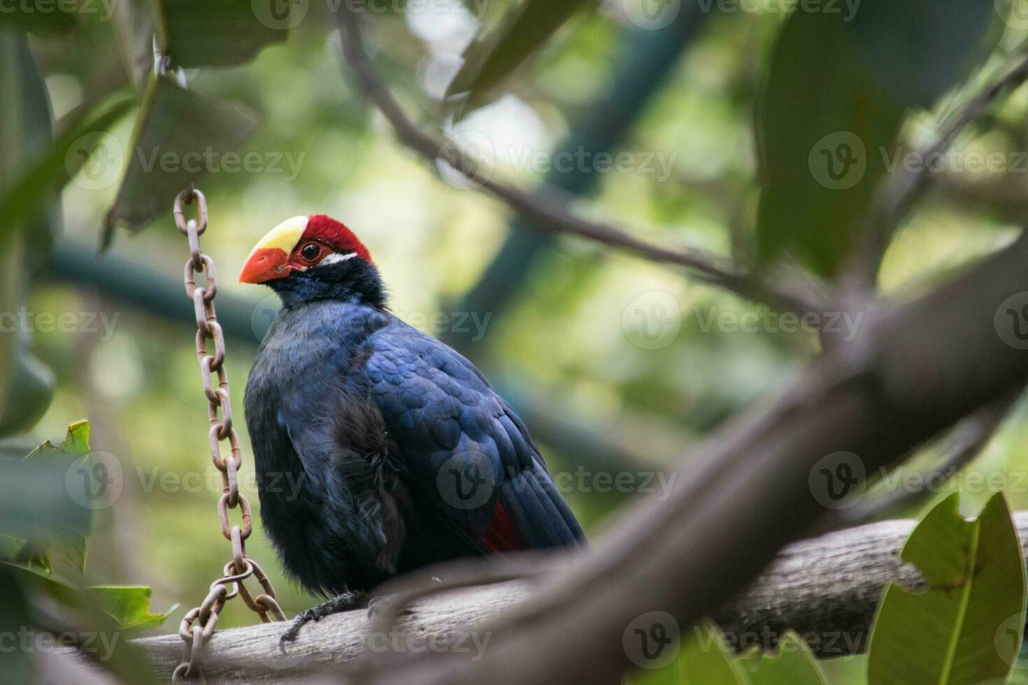 tropical bird perched on a branch photo