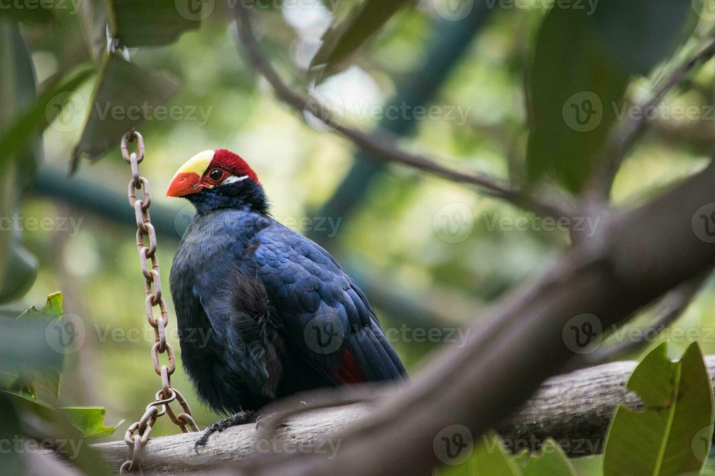 tropical pájaro encaramado en un rama foto