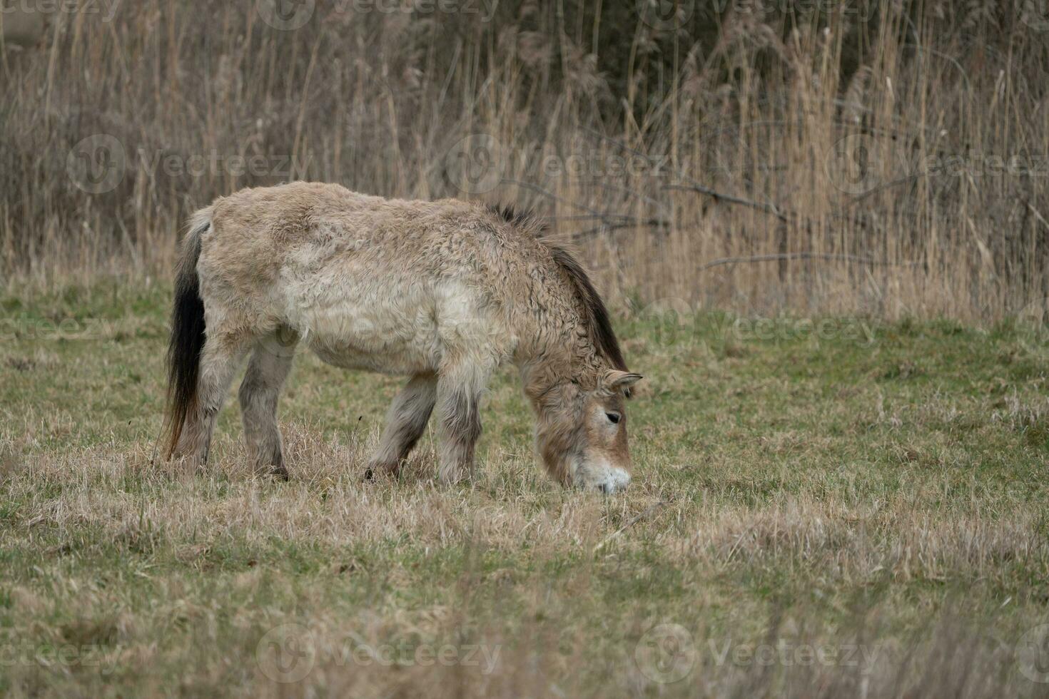 Przewalski's horse eating grass in the wild photo
