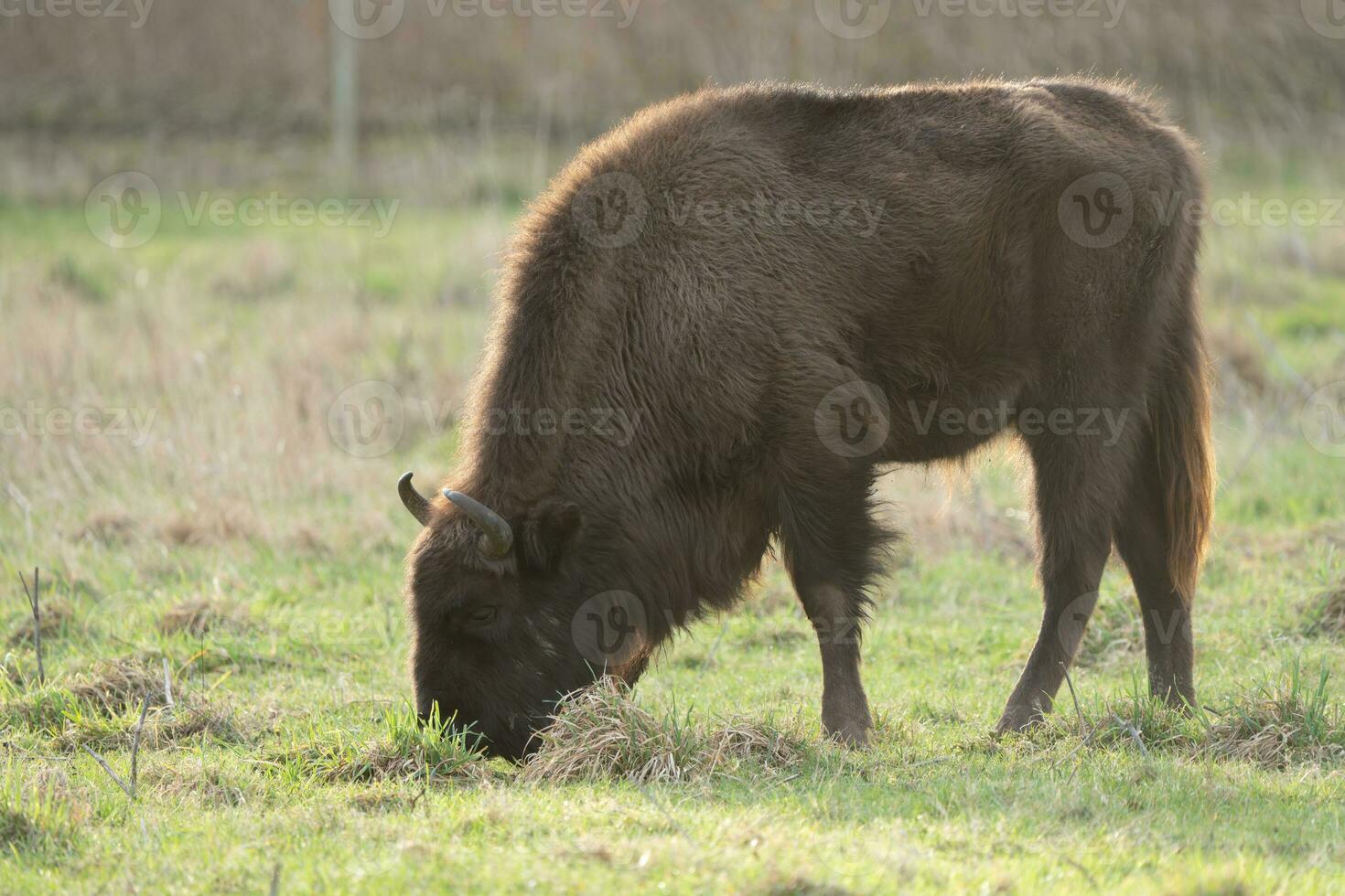 European bison eating breakfast in a national park photo