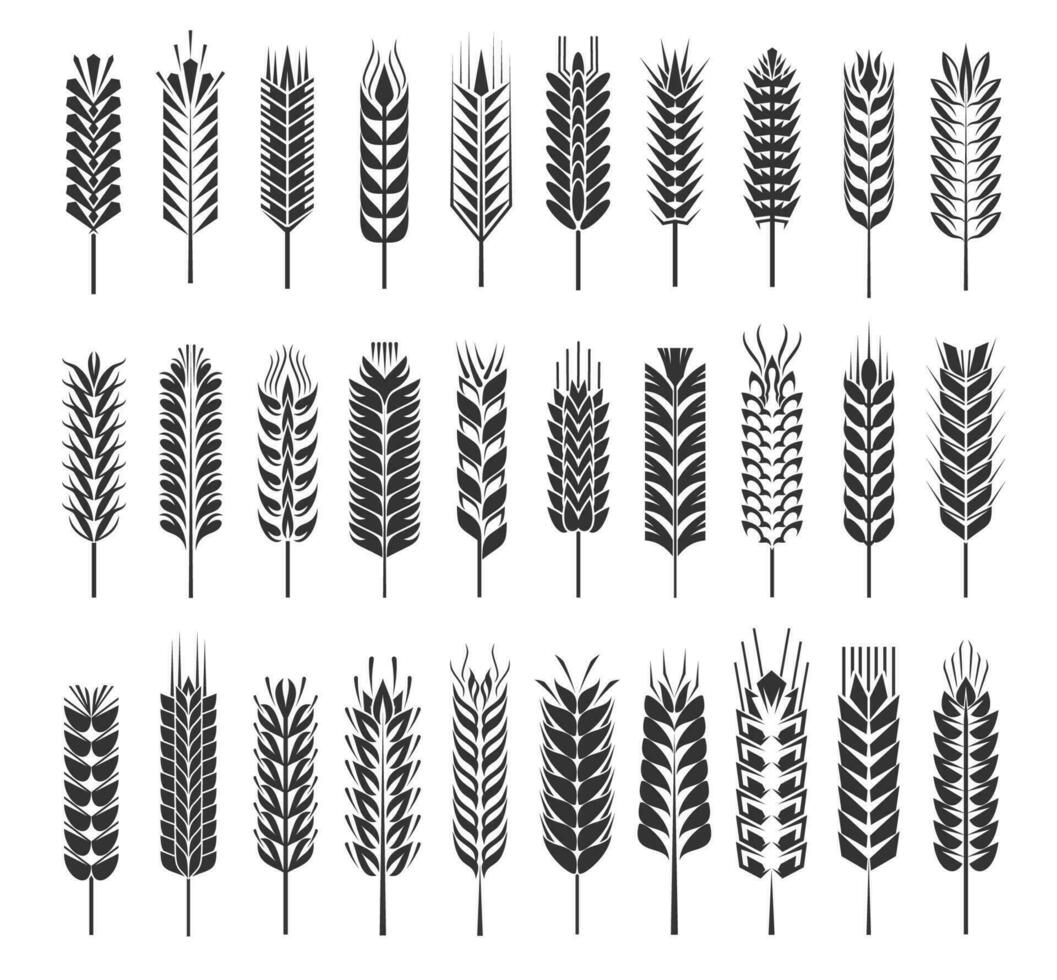 Wheat, rye, barley, rice, millet cereal spikes set vector