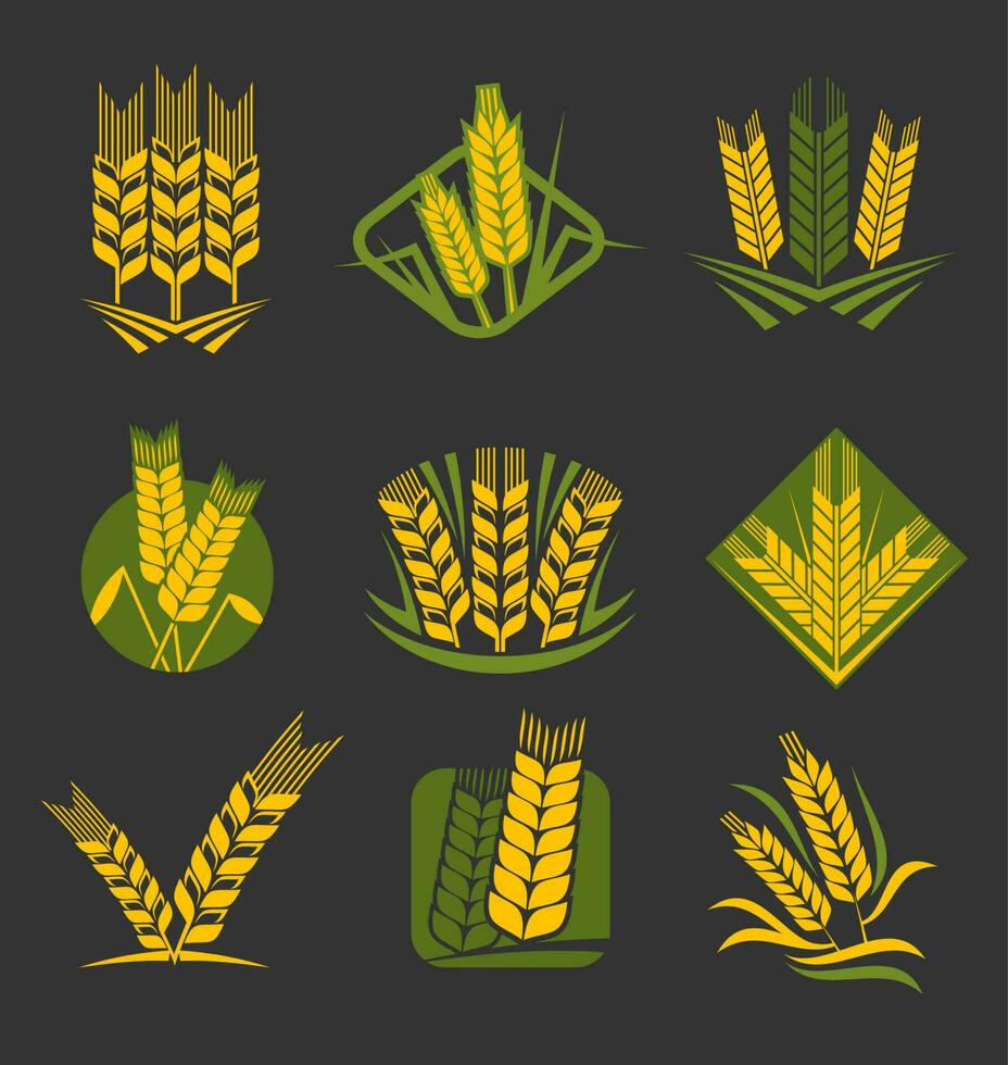 Cereal ears and spikes of wheat, rye, barley icons vector