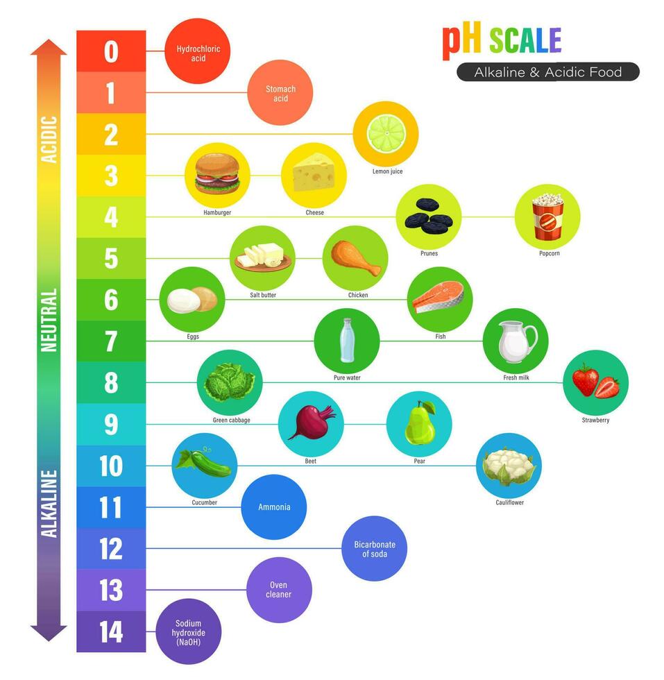 PH scale chart, alkaline or acidic nutrition meter vector