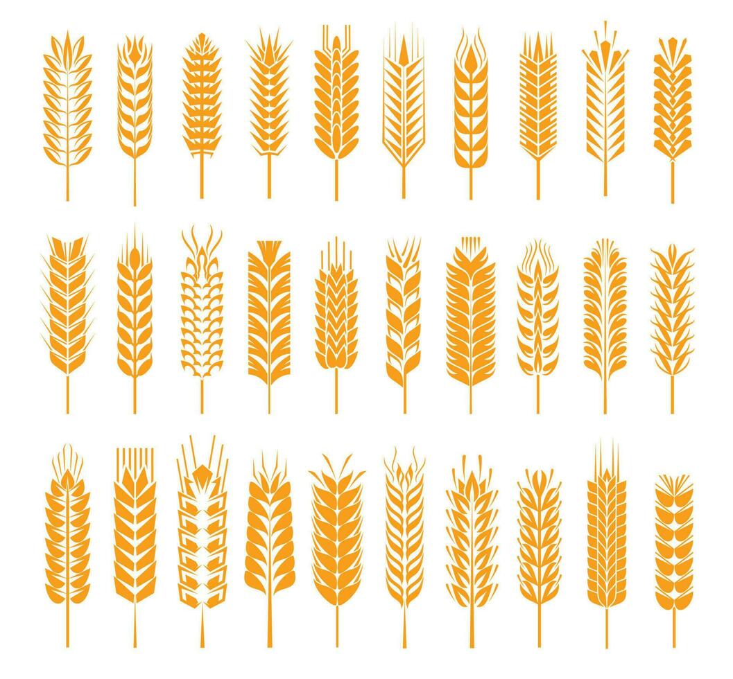 Wheat, rye, barley, rice, millet cereal ear icons vector