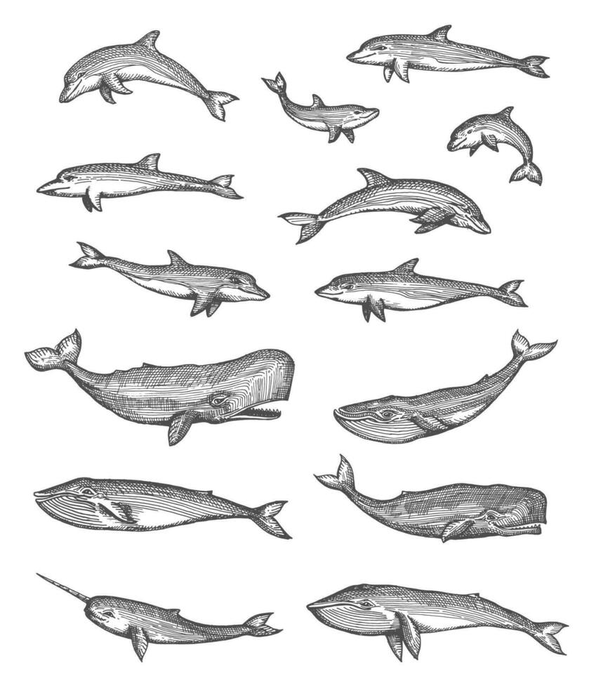 Whales, dolphins and narwhal vector sketches set