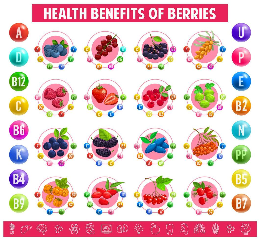 gráfico mesa contenido de vitaminas mineral en bayas vector