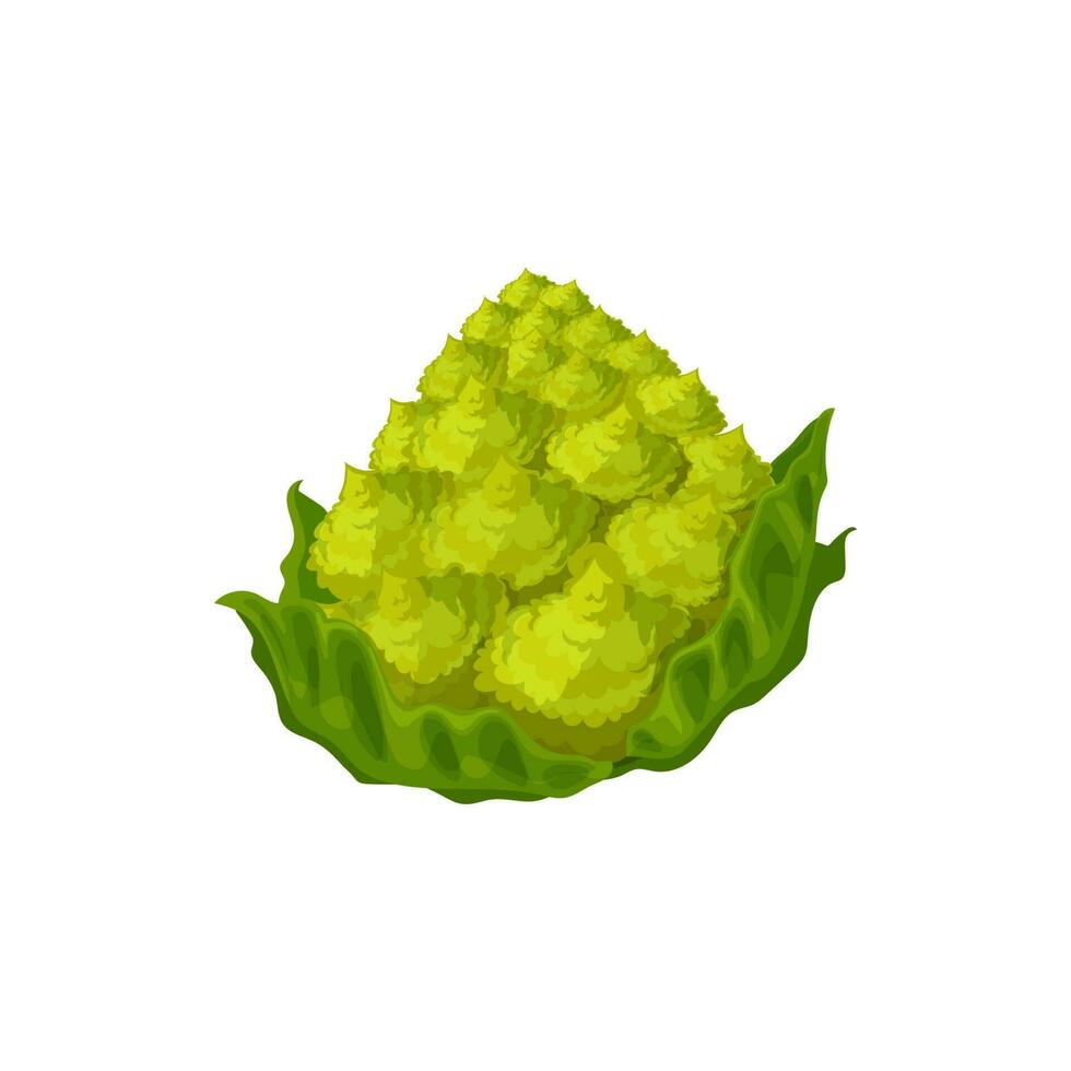 verde romanesco repollo coliflor cabeza aislado vector