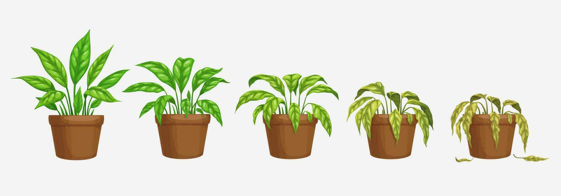Growth, wither and wilt evolution phase of flower vector