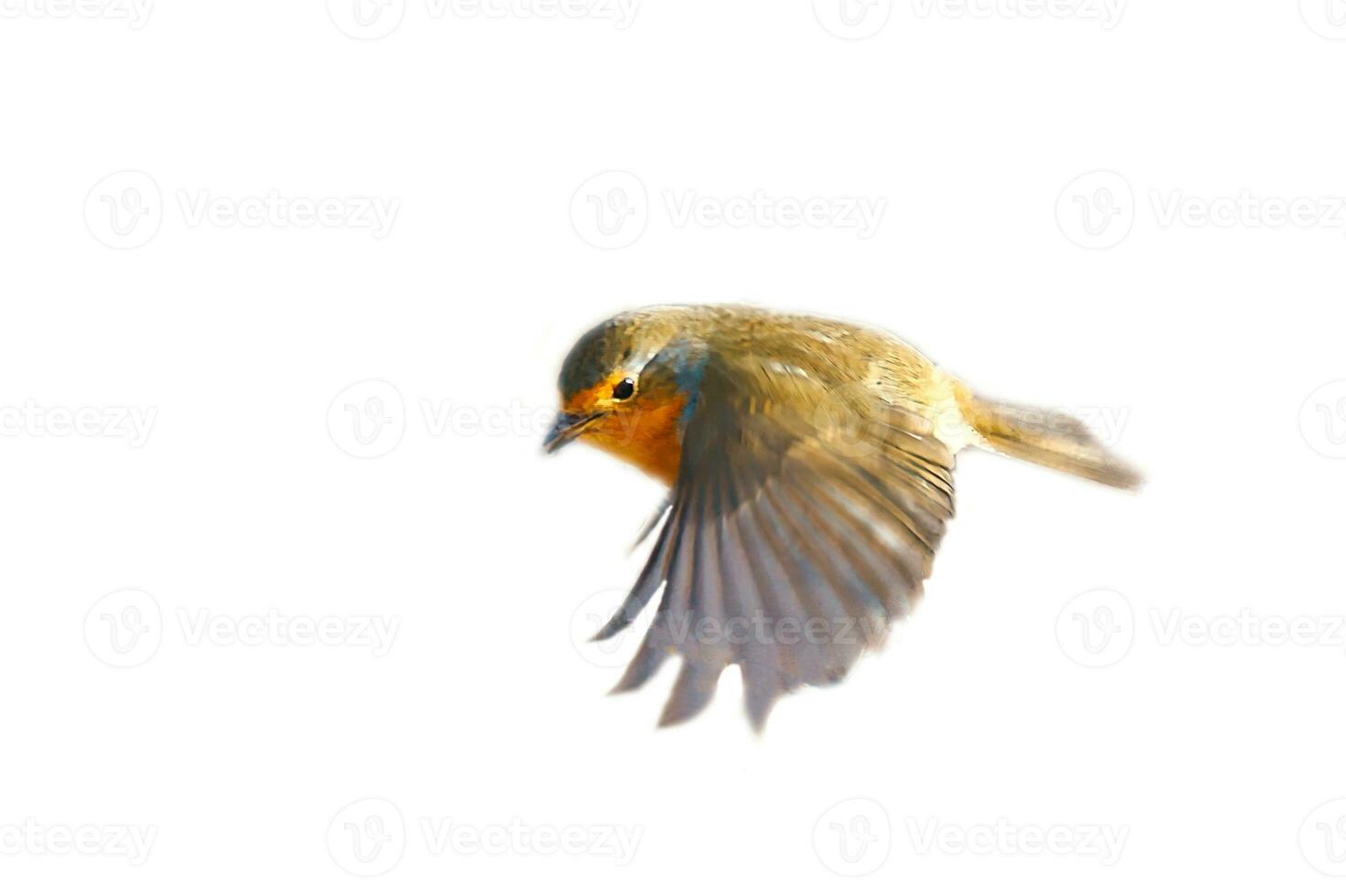 robin in flight, isolated, cropped for editing. Songbird with white orange plumage photo