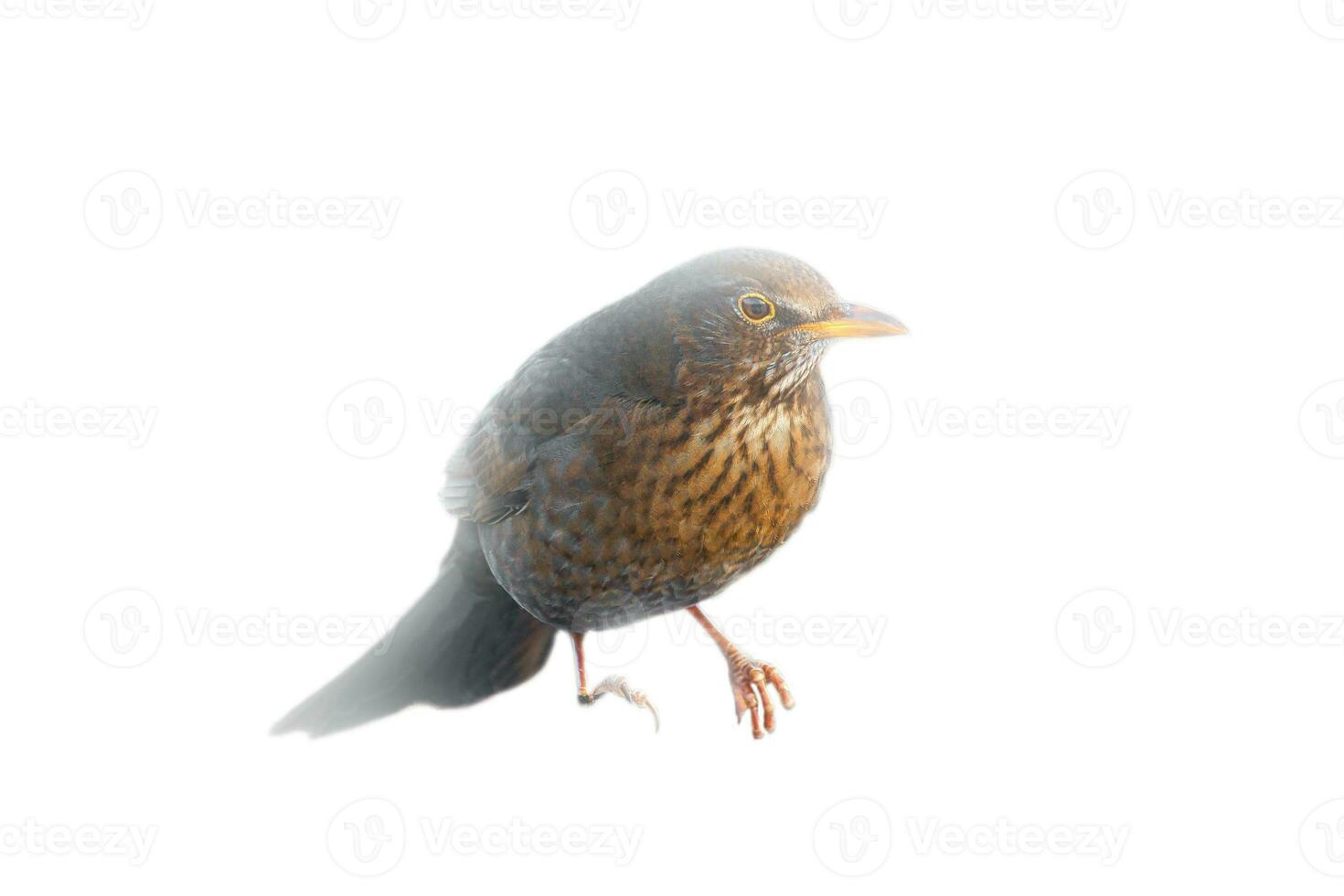 Bird thrush cropped. To use composing. Isolated animal. Brown feathers. Animal photo