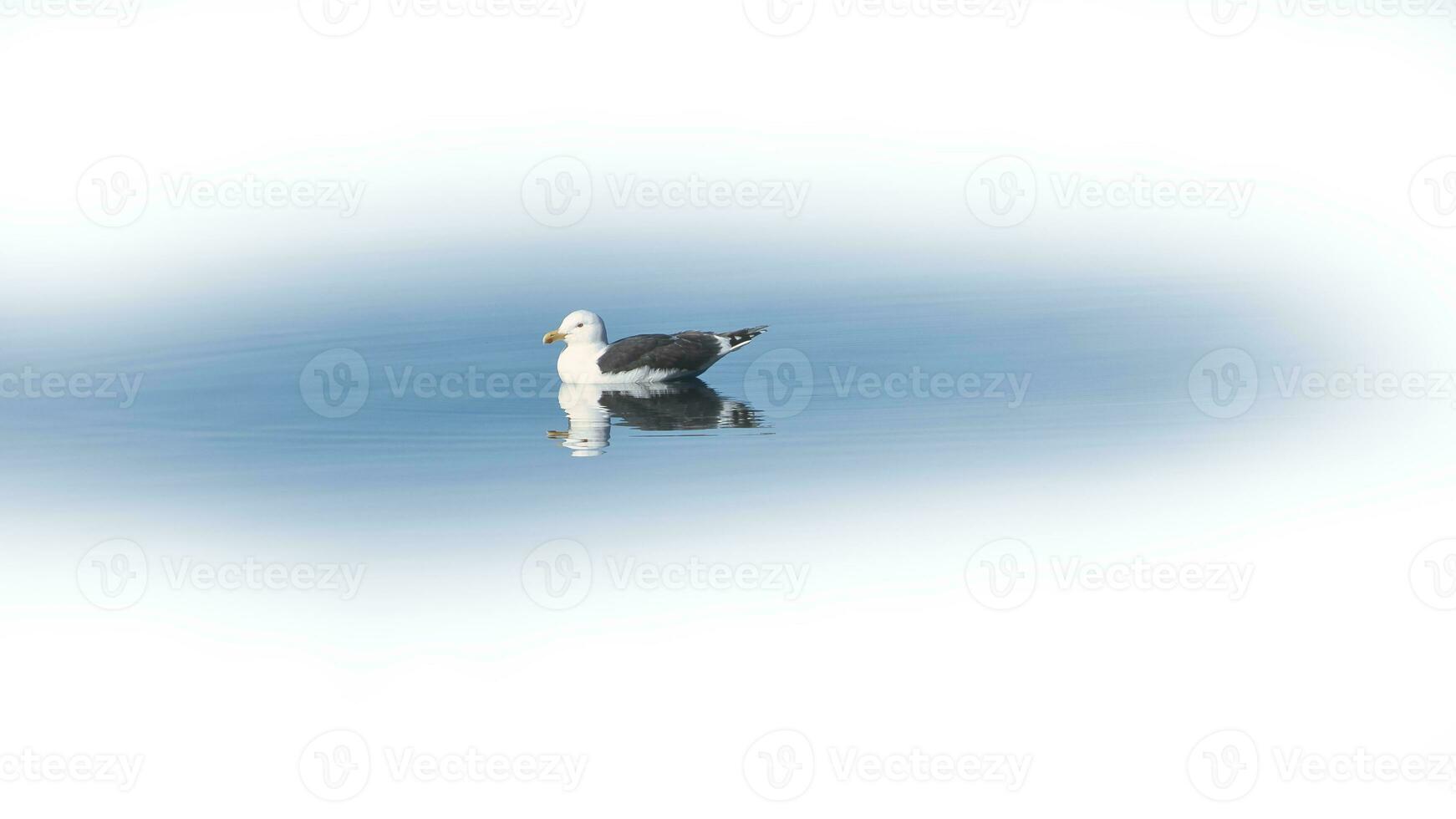 seagull swims on the fjord in Norway. The sea bird is reflected in the water. photo