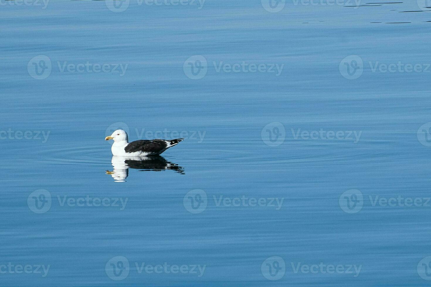 seagull swims on the fjord in Norway. The sea bird is reflected in the water. photo