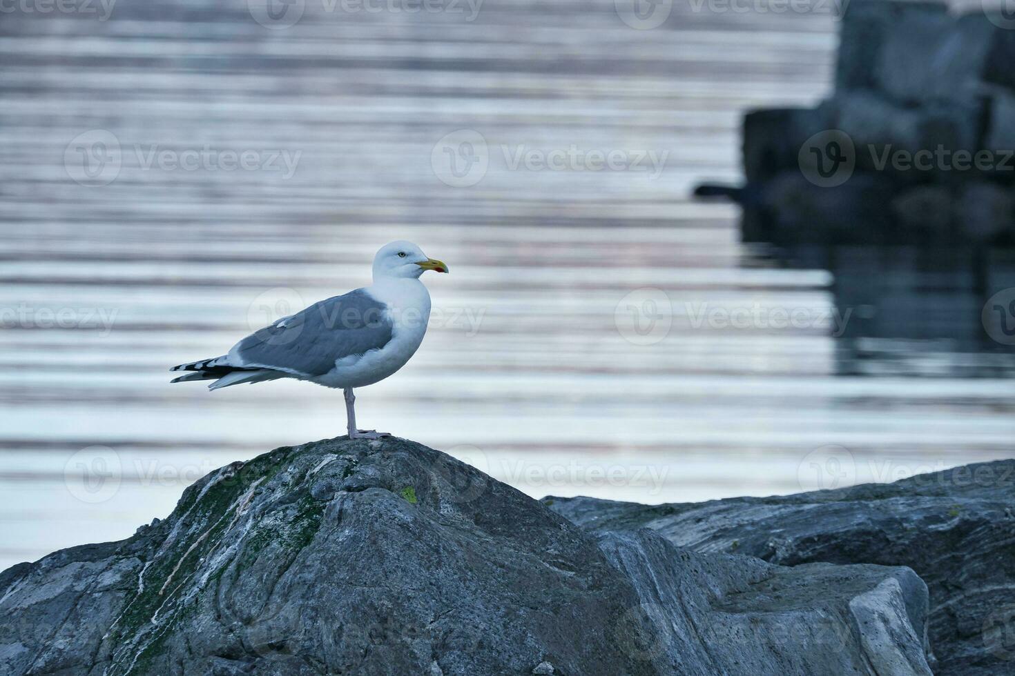 Gaviota en pie en un rock por el fiordo en Noruega. ave marina en Escandinavia. paisaje foto