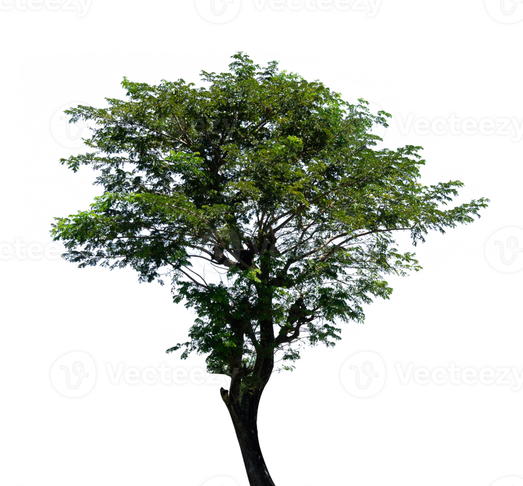 single tree isolated for nature element png