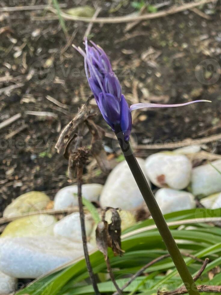 Single solitary bluebell bud ready to blossom photo