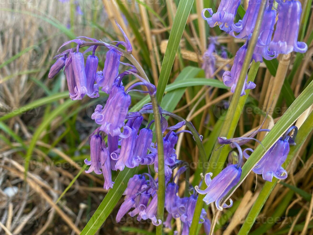 Floral Bluebells in the garden photo