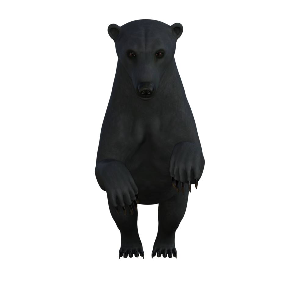 Black Bear cub isolated 3d rendering png