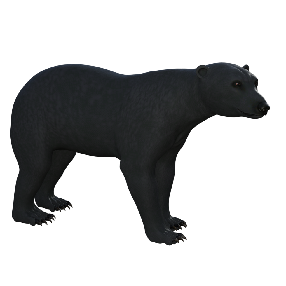 Black Bear cub isolated 3d rendering png