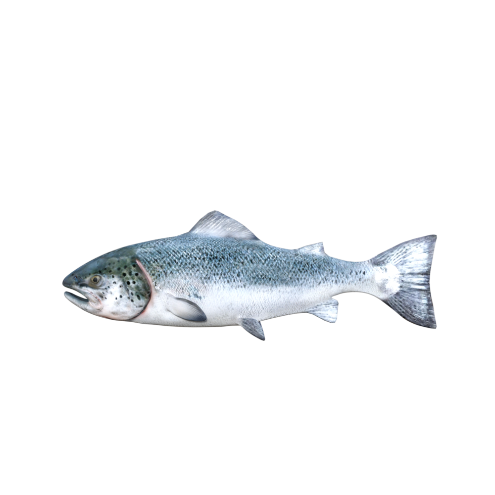 fish isolated 3d rendering png