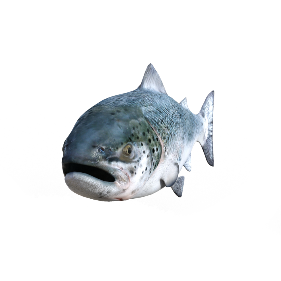 fish isolated 3d rendering png