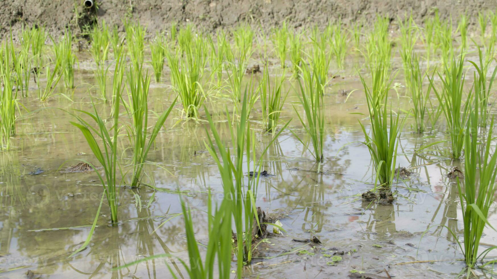 Young green rice field plant in a waterlogged paddy field. photo