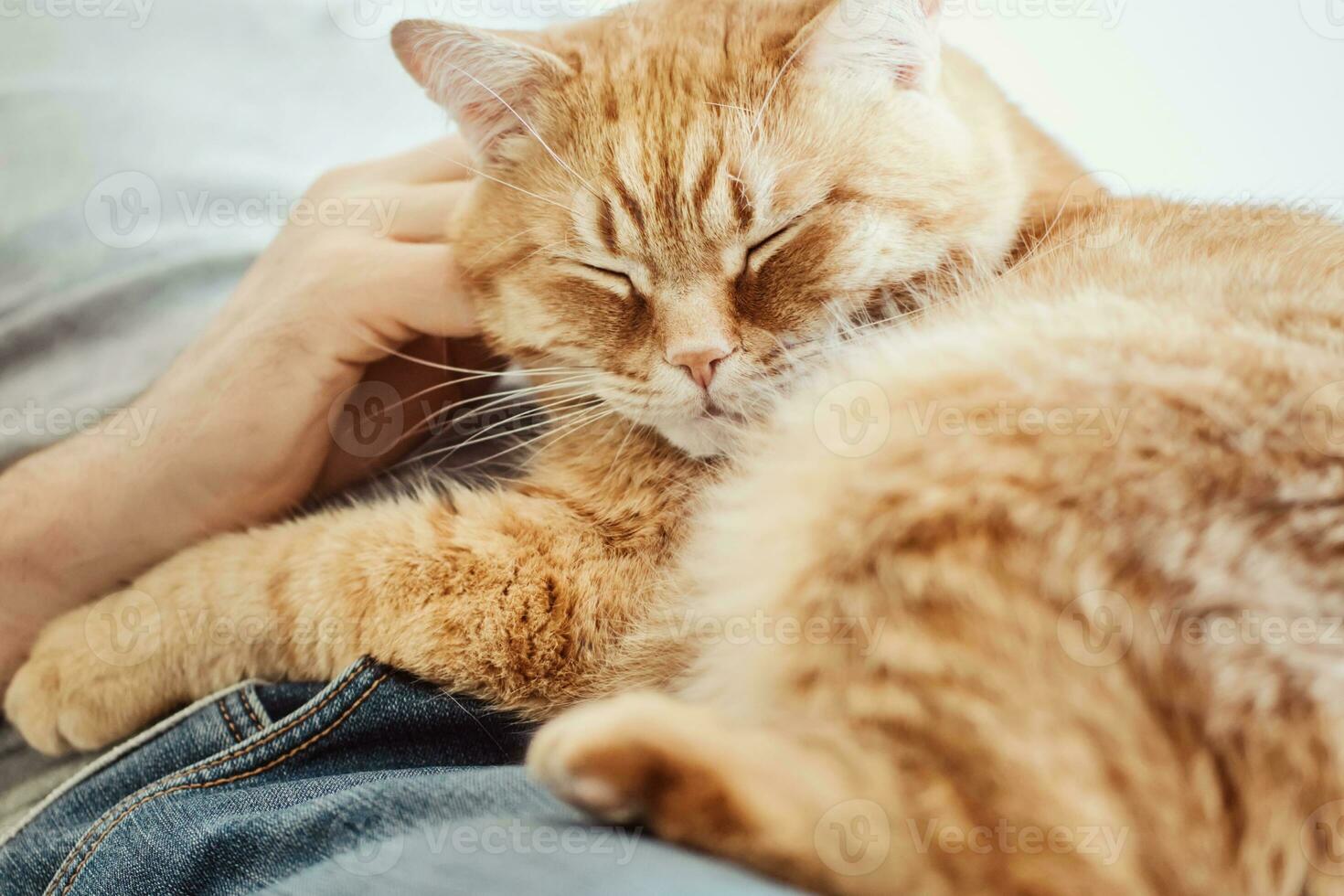 Big red cat lie on the man. Male hands stroking purring cat. Selective focus on cat's muzzle photo