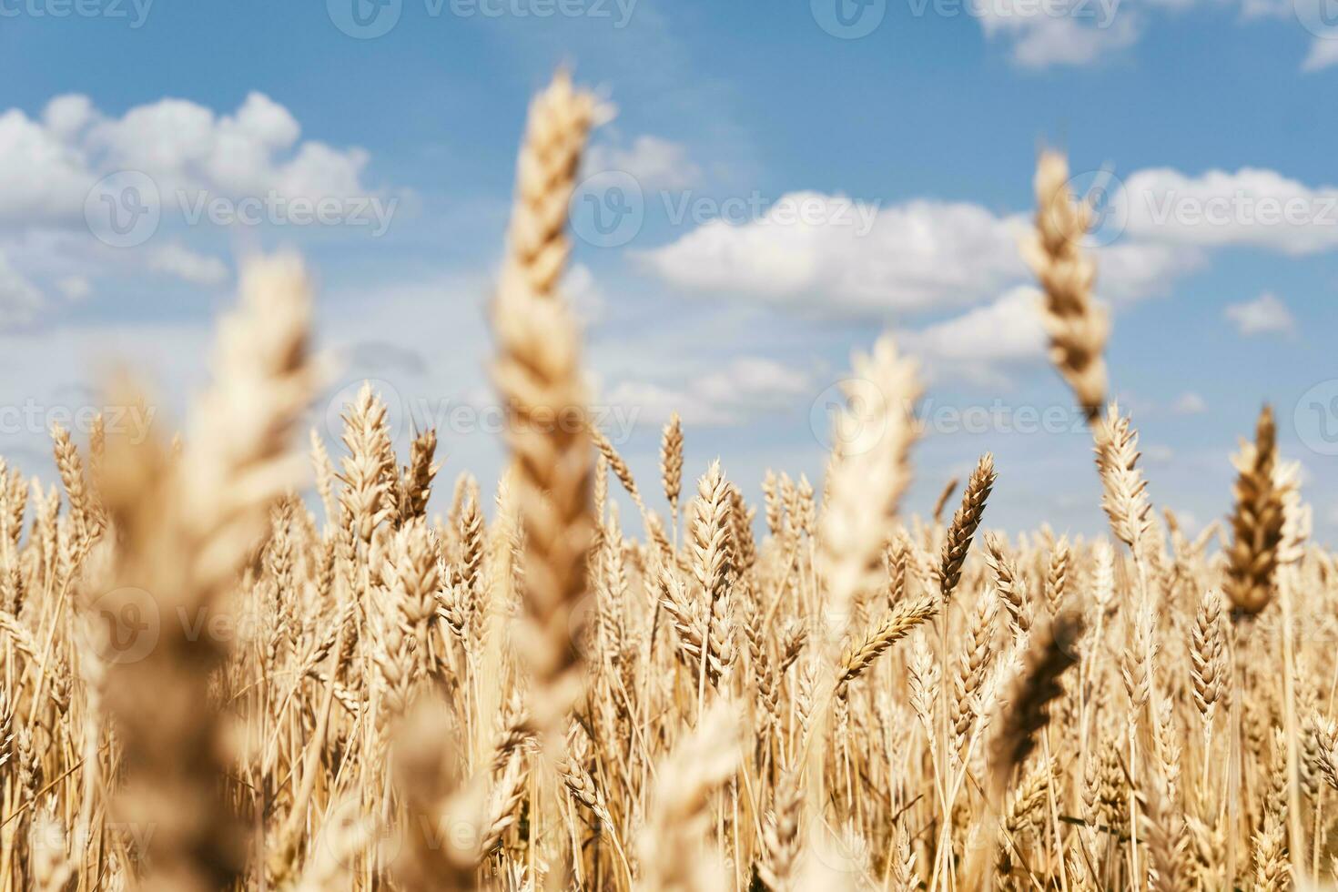 Golden ripe ears of wheat close-up. Endless wheat field. Harvesting, agricultural farm and healthy food production photo