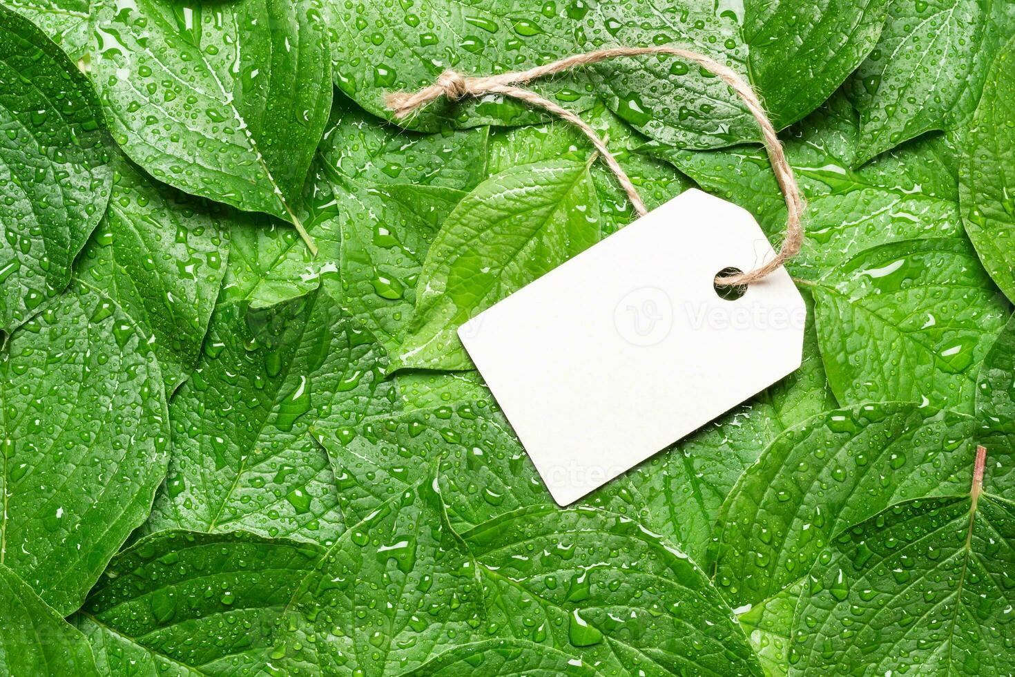 blanco etiqueta en verde hoja en gotas de lluvia. sostenible estilo de vida. el plastico gratis concepto foto